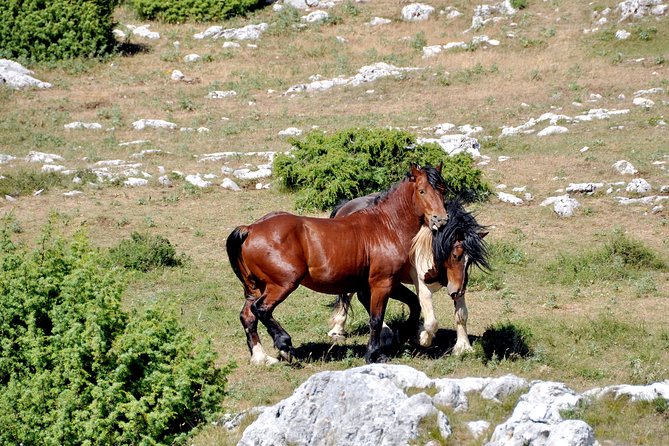 Biokovo Skywalk - Guides, stories, and small Croatian refreshments