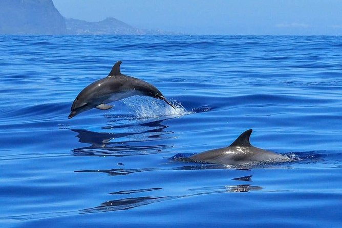 BLUE LAGON & 3 islands full day private speedboat tour - Why this Split boat tour works so well in one day