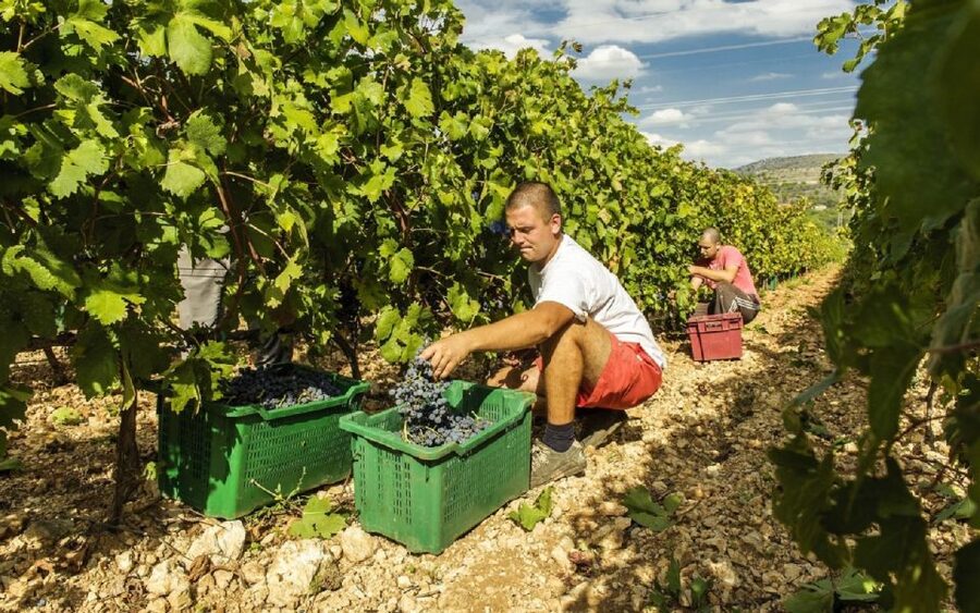 Dalmatian Delights: Food & Wine Tour from Split or Trogir - Key points to know before booking