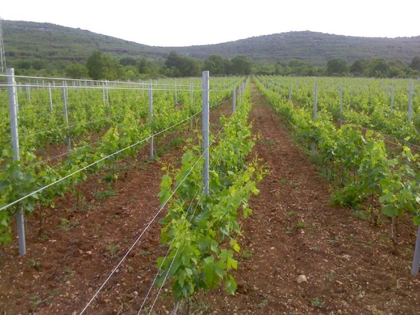 Dalmatian Delights: Food & Wine Tour from Split or Trogir - Practical questions to settle before you go