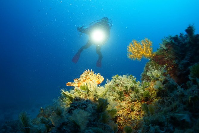 Diving day tour with 2 dives - Key points at a glance