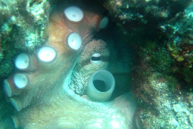 Diving day tour with 2 dives - A short boat ride with practical briefings