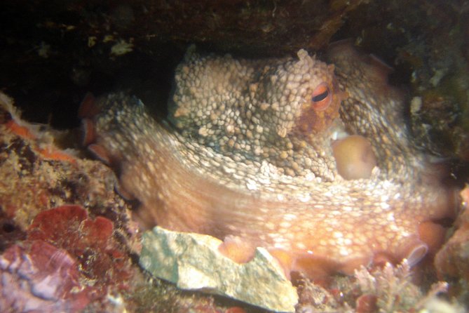 Diving day tour with 2 dives - The first underwater session and the value of close supervision