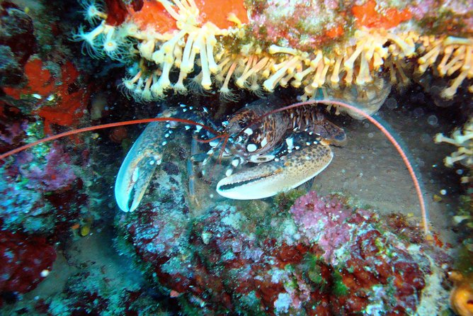 Diving day tour with 2 dives - The 1 to 1.5-hour surface break