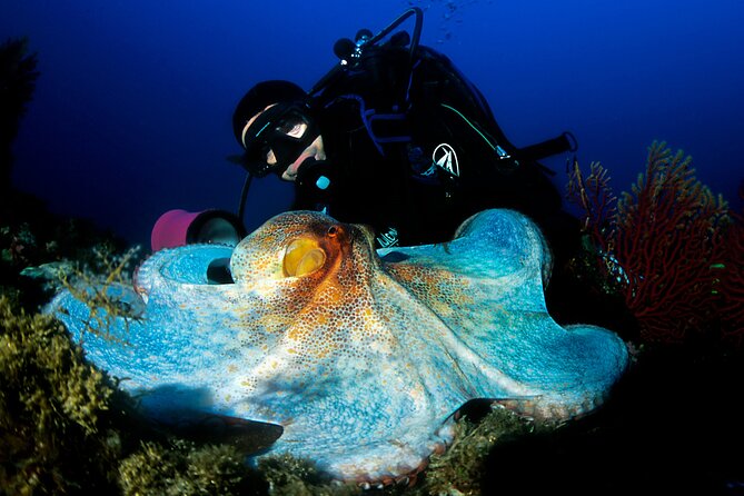 Diving day tour with 2 dives - The second session and the ride back to Tučepi