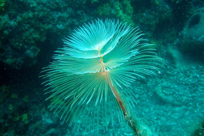 Diving day tour with 2 dives - Choosing between Hvar, Brač, and the Makarska Riviera