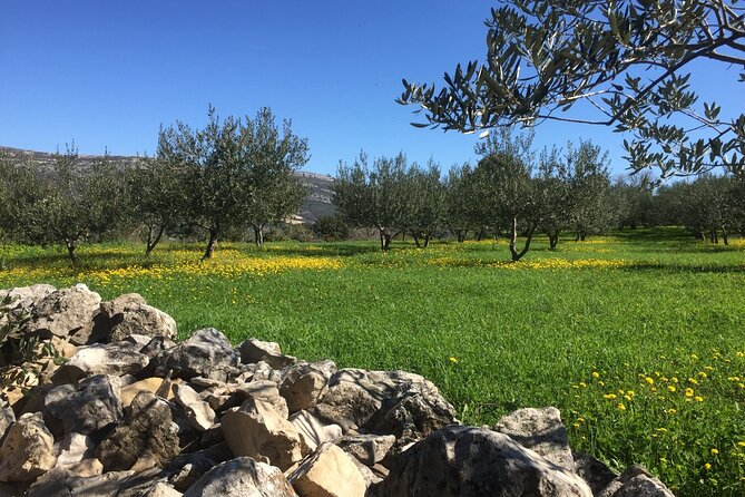 Family-run Vineyard Tour & Award Winning Wine Tasting/Delicacies - Inside the cellar: fermentation tanks, grappa, and bottling