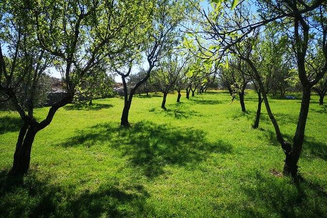 Family-run Vineyard Tour & Award Winning Wine Tasting/Delicacies - What the $225.18 price gets you