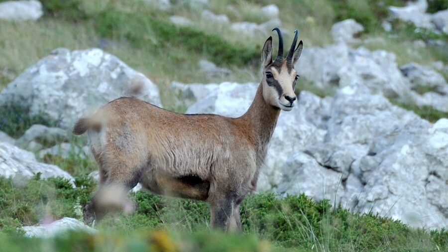 From Makarska: Biokovo Nature Park Guided Tour with Skywalk - From Makarska’s beaches to Biokovo’s high road