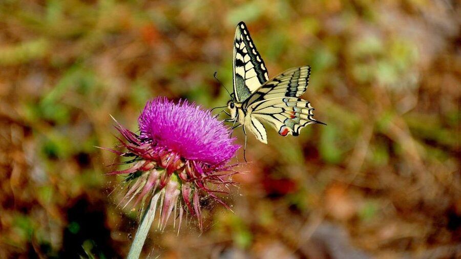 From Makarska: Biokovo Nature Park Guided Tour with Skywalk - Who will enjoy this mountain outing