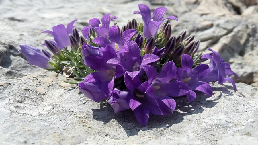 From Makarska: Biokovo Nature Park Guided Tour with Skywalk - Should you book the Biokovo Skywalk tour?