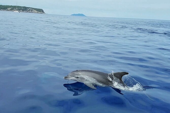 From Split: Half-Day Blue Lagoon and 3 Islands Boat Tour - Group size, guide service, and the overall feel