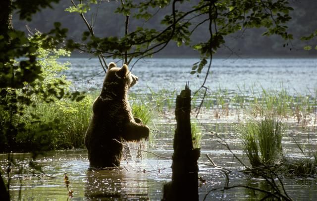 From Split or Trogir: Plitvice Lakes Private Tour - Why Plitvice Lakes is worth the long ride