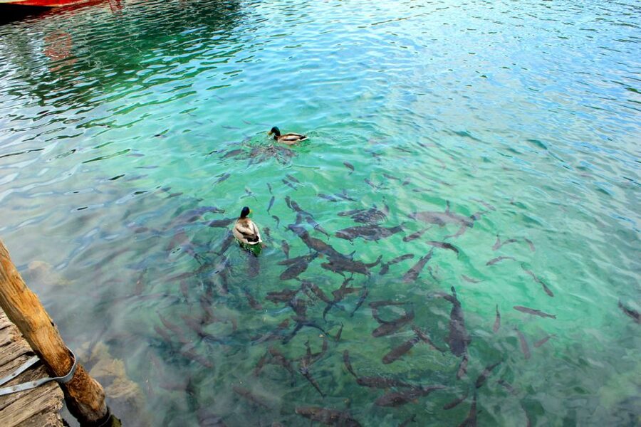 From Split: Plitvice Lakes Fully-Guided Day Tour - Key points to know before booking