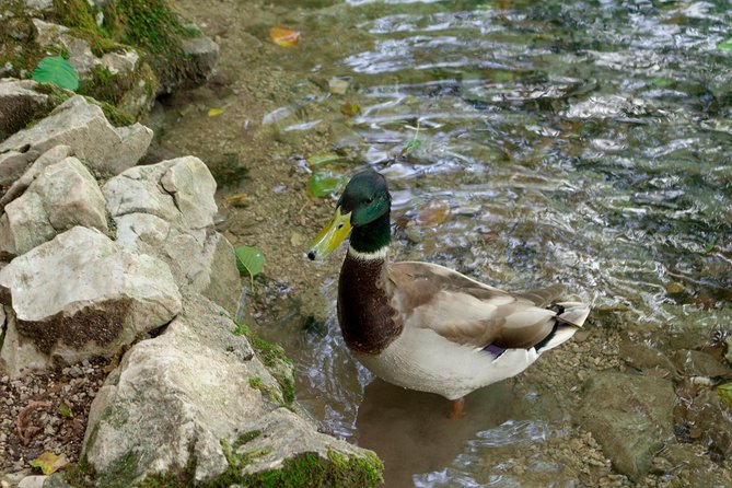 Full-Day Private Plitvice Lakes National Park Tour from Split - Four Hours Inside Plitvice Lakes