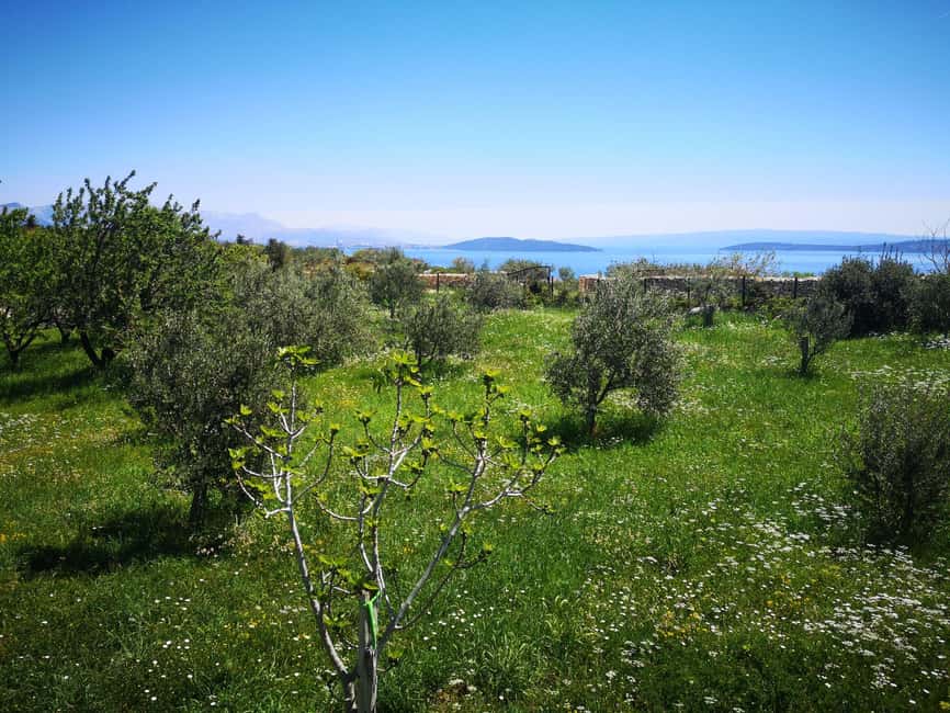 Kastela: Wine & Olive Tasting Tour w/Delicacies & Live Music - Key points at a glance
