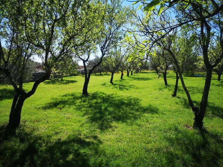 Kastela: Wine & Olive Tasting Tour w/Delicacies & Live Music - A farm visit with something to do