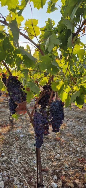 Kastela: Wine & Olive Tasting Tour w/Delicacies & Live Music - Is $173 a fair price?