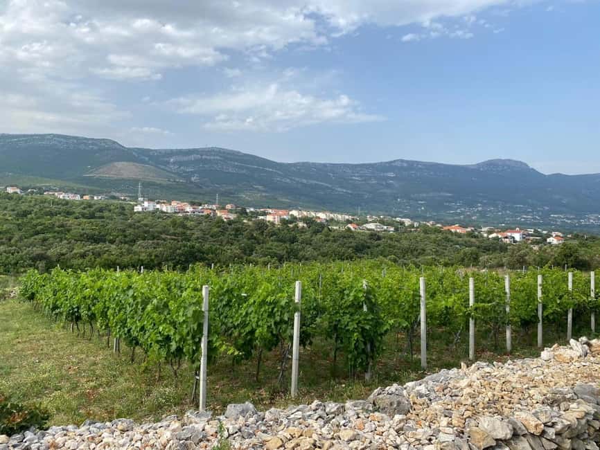 Kastela: Wine & Olive Tasting Tour w/Delicacies & Live Music - Walking among olives, almonds, vines, and herbs