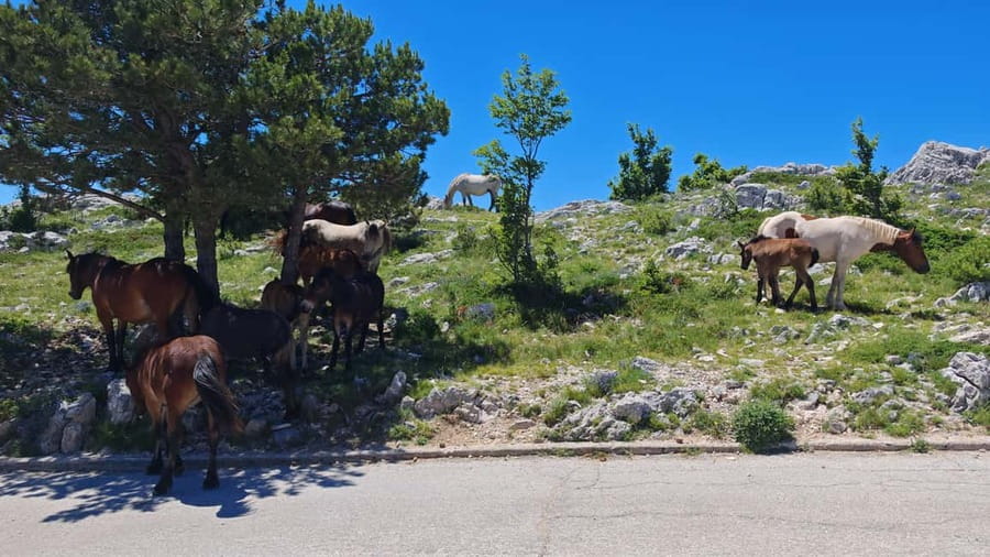 Makarska: Buggy Skywalk and Biokovo Tour - Practical tips for a smoother ride