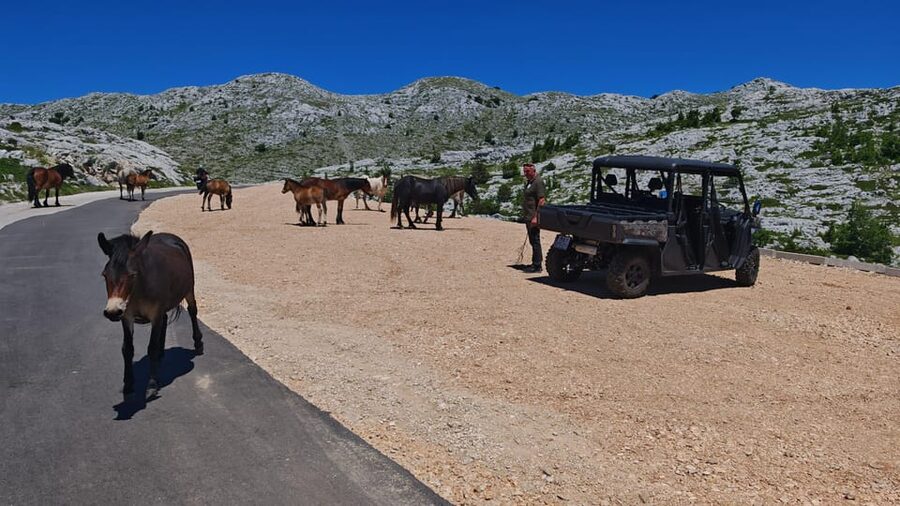 Makarska: Buggy Skywalk and Biokovo Tour - Who will enjoy this outing most
