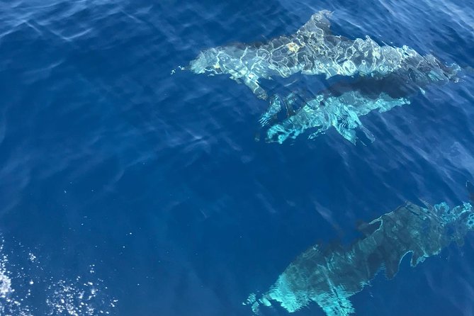 Private Blue Cave and Hvar - 5 Islands Tour - Budihovac Island for swimming and snorkeling