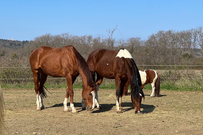 Private Horseback Riding and Family Time in Konavle Region - What the two-hour visit is likely to feel like