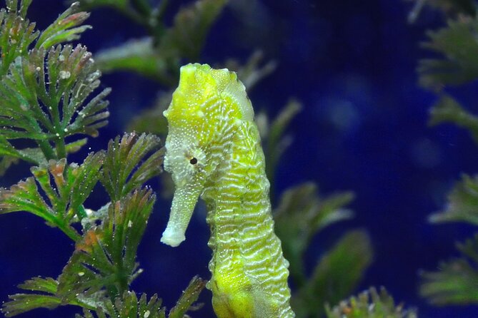 Snorkeling tour Makarska Riviera, islands of Hvar or Brač - Should you book the Makarska snorkeling tour?