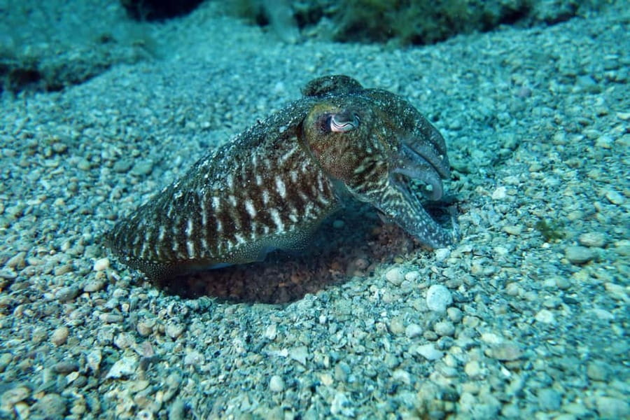 Split-Makarska-Brela Try SCUBA Dive - Timing, cancellation, and language choices
