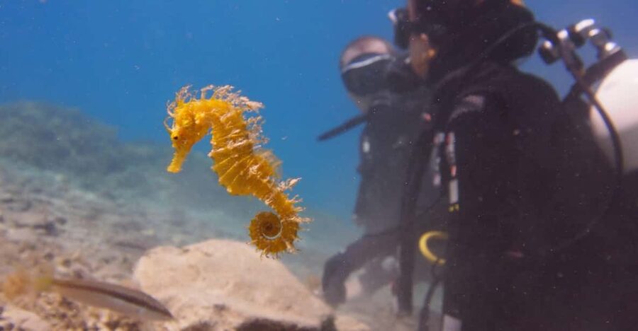Split-Makarska-Brela Try SCUBA Dive - Why this Brela session feels different from a standard first scuba outing