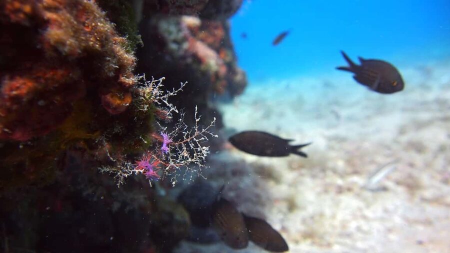 Split-Makarska-Brela Try SCUBA Dive - Walking five meters to the home reef
