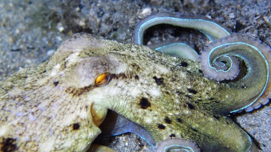 Split-Makarska-Brela Try SCUBA Dive - Is $176 per person fair?