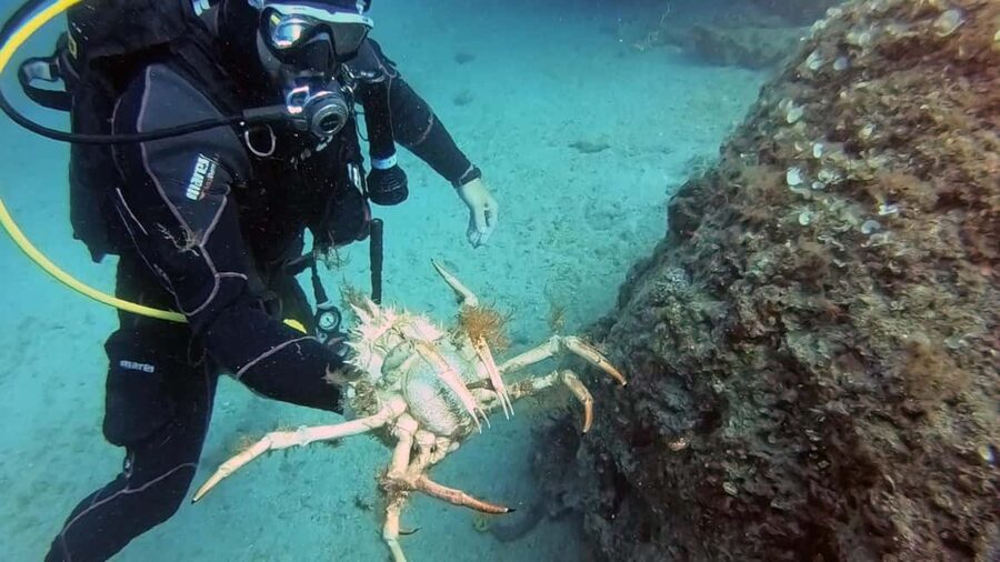 Split-Makarska-Brela Try SCUBA Dive - Who should book this private Adriatic session?