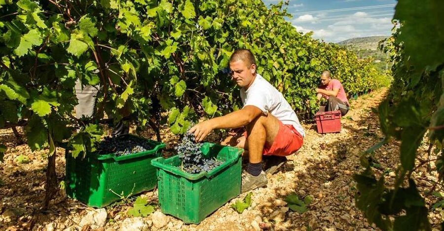 Split or Trogir: Krka Waterfalls & Wine and Food tasting - Key points to know before booking