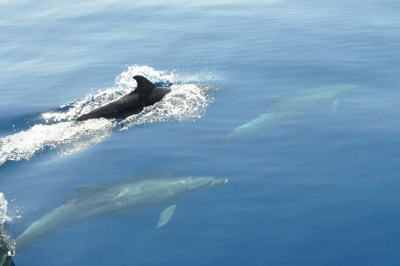 Split: Private Blue Lagoon 3 islands with speed boat - Blue Lagoon on Drvenik Veli