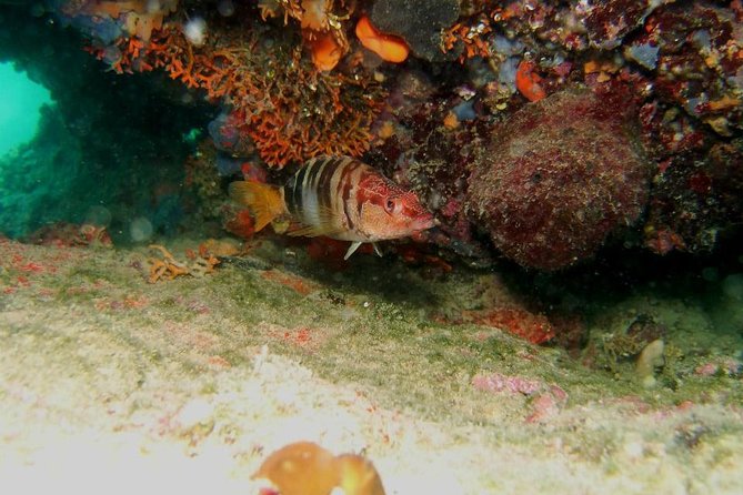 Try Scuba Diving in Split - Reaching 5 to 9 meters below the surface